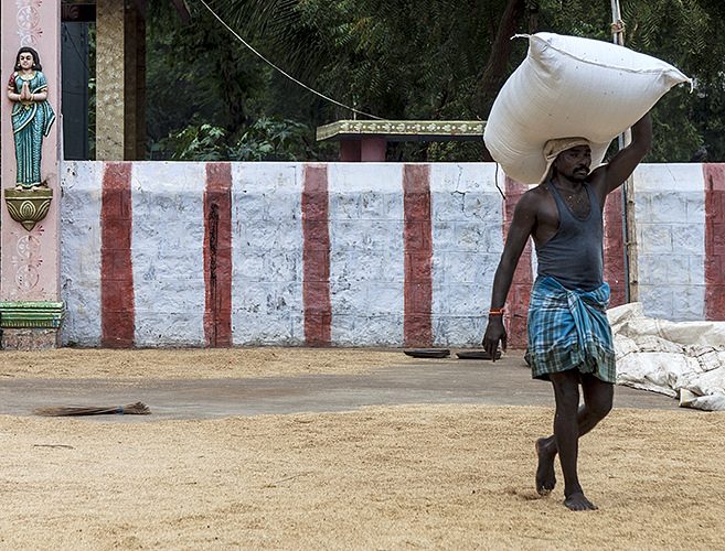 Bagging Rice 4-Thekkady